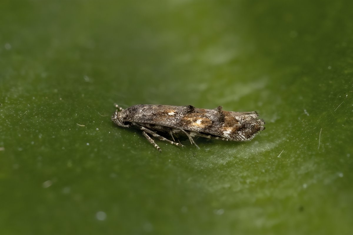575 of 108 31/07 Burntisland. NFG was Carcina quercana, garden list moves to 640. Nine NFY in total bringing garden year list to 357. By comparison, the last two years the end of July running species totals have been 395 and 416 which reinforces how poor this year has been. 2/2