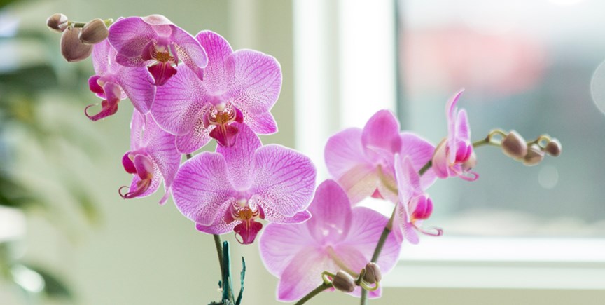 Pasquesis's tweet image. Fresh orchids in our greenhouse! It&apos;s a beautiful place to be... pasquesi.com/our-plants-2/i… #orchids #indoorplants #stringofpearls #FlowersOnFriday
