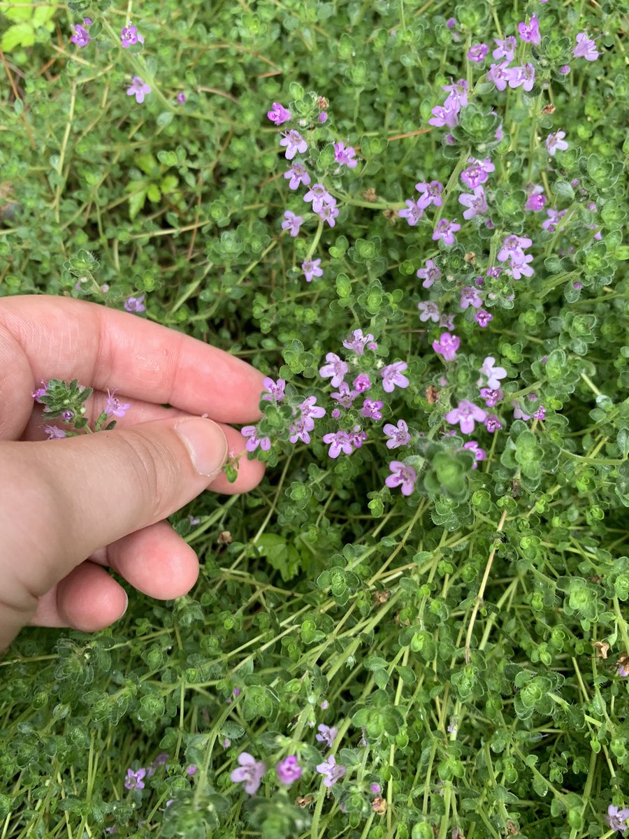 Smarahsplatt's tweet photo. oh HELL yes 🌱🌸🌿🌻🪻 https://t.co/OipA55cxXr