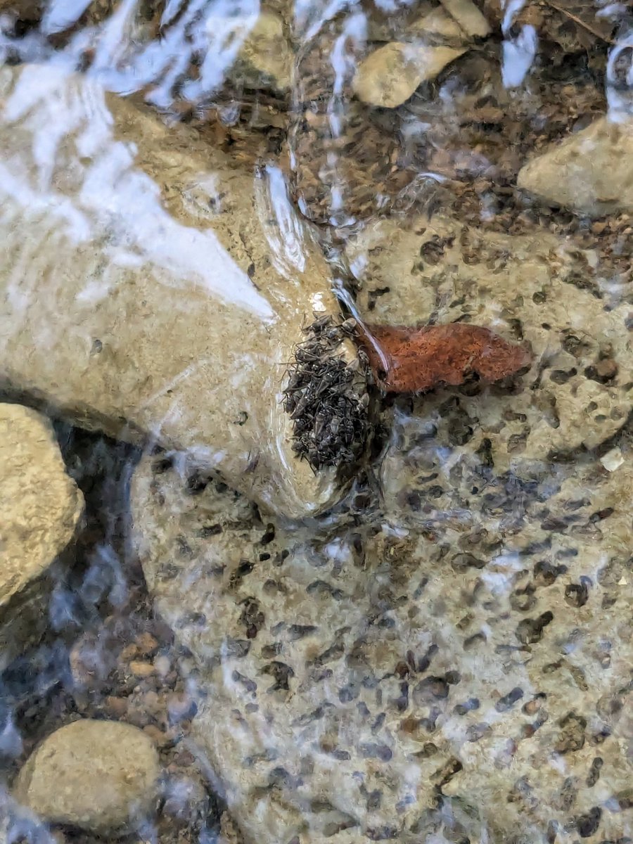 April Thompson tweet media