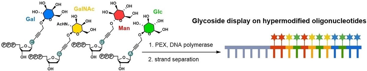 Our newest paper on sugar display on DNA scaffolds and hyper-glycosylated DNA published in <a href="/ChemEurJ/">ChemEurJ: Chemistry - A European Journal</a>  doi.org/10.1002/chem.2… <a href="/IOCBPrague/">IOCB Prague</a> <a href="/Akademie_ved_CR/">Akademie věd ČR</a> <a href="/science_charles/">Faculty of Science of Charles University</a>