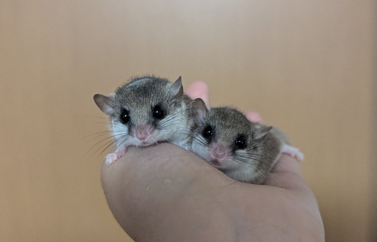 白鯨はパパの三角のお口を引き継いでる😌圧倒的ラブリー