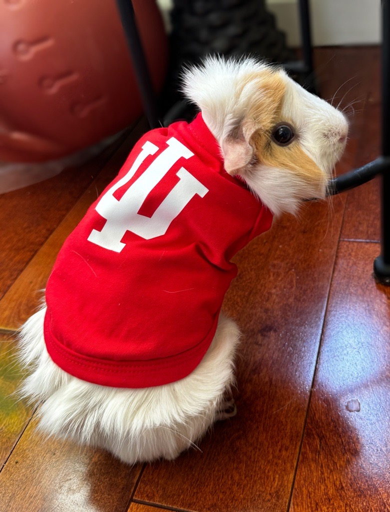 Guinea Pig Appreciation Day was earlier in July (yes, it's a thing), but we still had to share this adorable lil IU fan. 😊  

Thanks to IU Day photo challenge winner Bee Kelly-Cameron, who chose IU's Queer Philanthropy Circle Initiatives Fund to receive a $500 gift in her name.