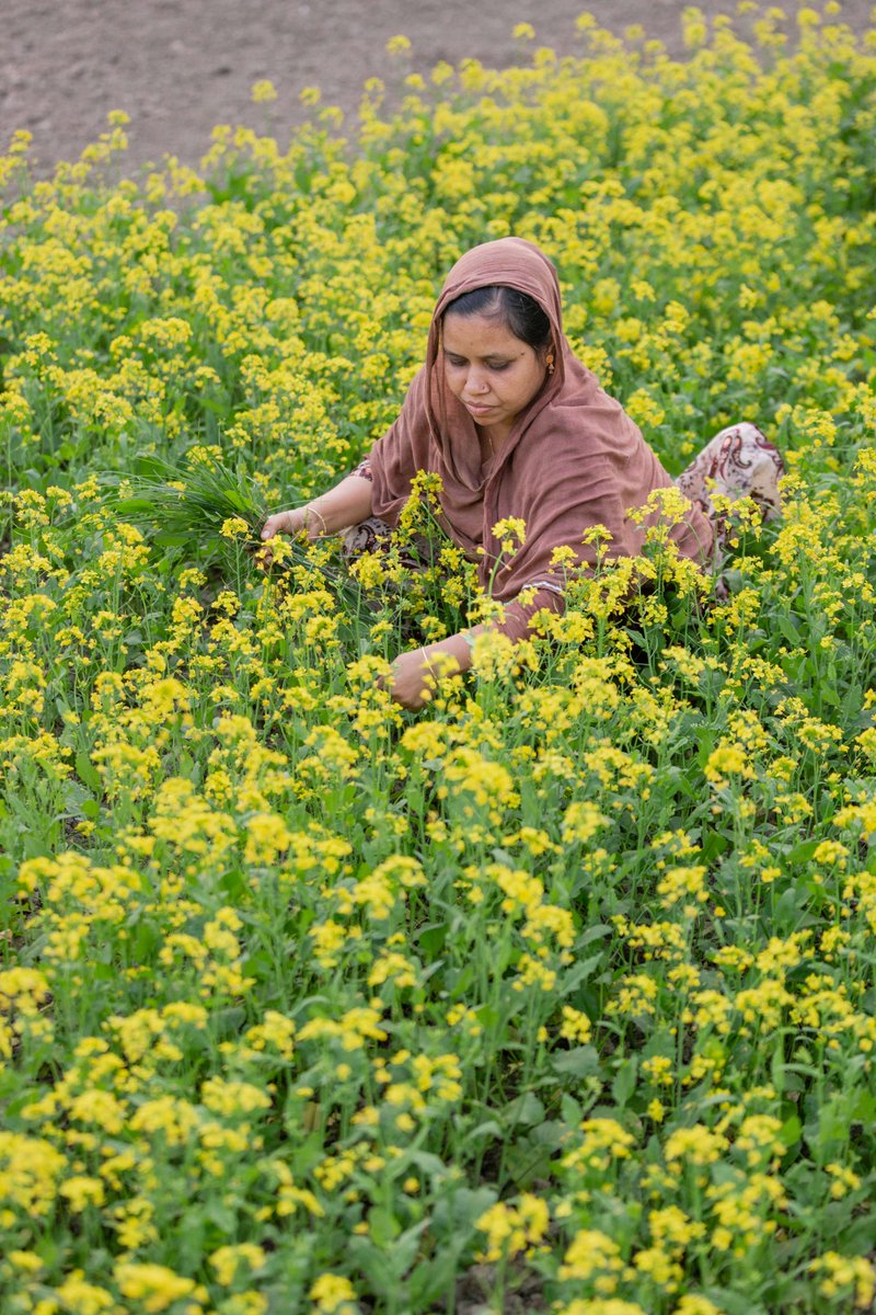 Stand4HerLand's tweet photo. 😮#DYK In Bangladesh, only 5% of land is held by women?

By challenging social norms and advocating for legal reforms, we can change this. 

Join the #Stand4HerLand movement and let’s advocate for #WomensLandRights together: https://t.co/9gF0DFyasN https://t.co/fmqm0VRLiC
