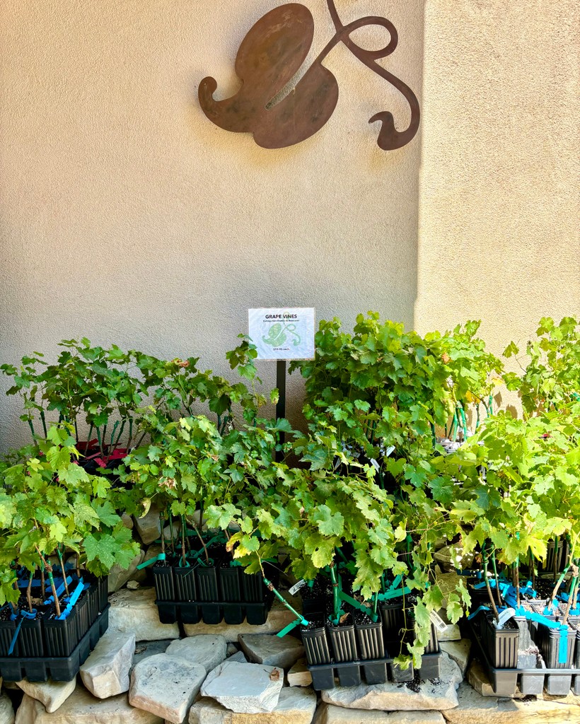 Tablas Creek tweet media