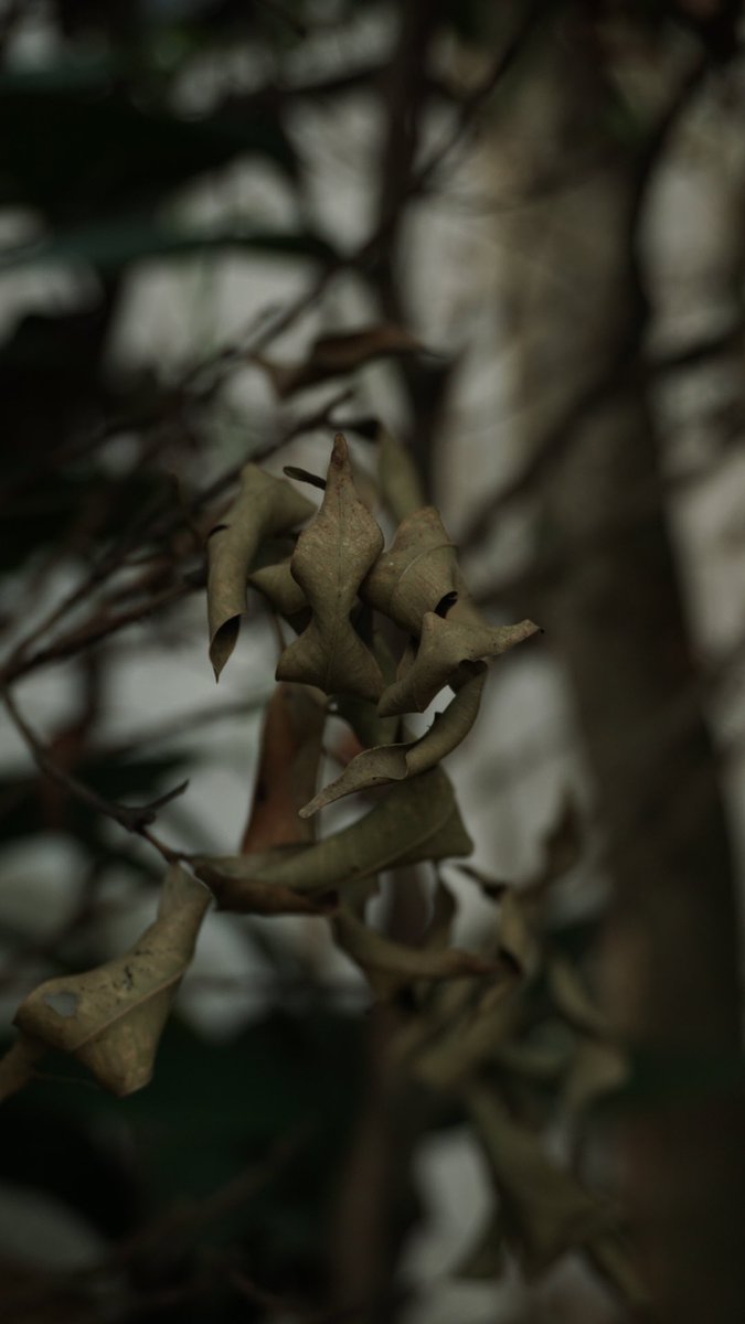febrianabibil's tweet photo. Sony alpha 6000 with kit lens 16-50 mm, tajem kan hasilnya https://t.co/jfEPT47u6U