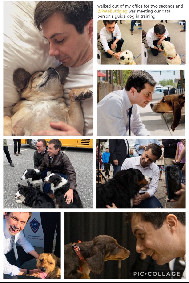 jgmonte922's tweet photo. @Wag4Pete @Jen_Paris14 Pete pet collage ๐ https://t.co/rH664IwFxk