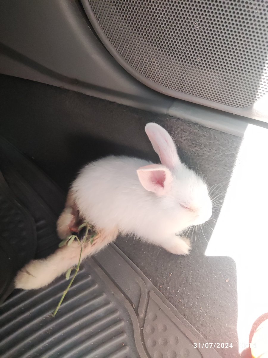MariaJGutierrez's tweet photo. Acabo de rescatar este conejito saliendo del monte por Villa Ligia. He llegado a tres veterinarias solo atienden gatos y perros. Dónde lo puedo llevar en Valledupar? Ayuda @ElValleEsValle @TwiterosVpar @Valledupar_Col https://t.co/Y9jWfhQny7