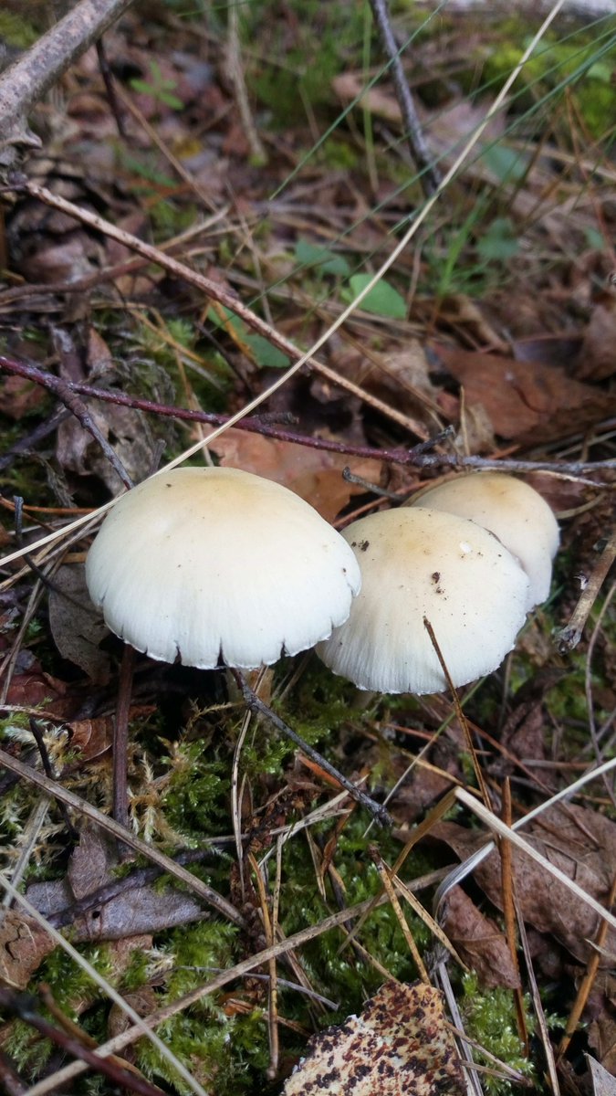 LX8111's tweet photo. #BehangenerFaserling #BehangenerMürbling #Candoll #PsathyrellaCandolleana #Pilze #Mushroom #Fungi https://t.co/THk6NAwKvU