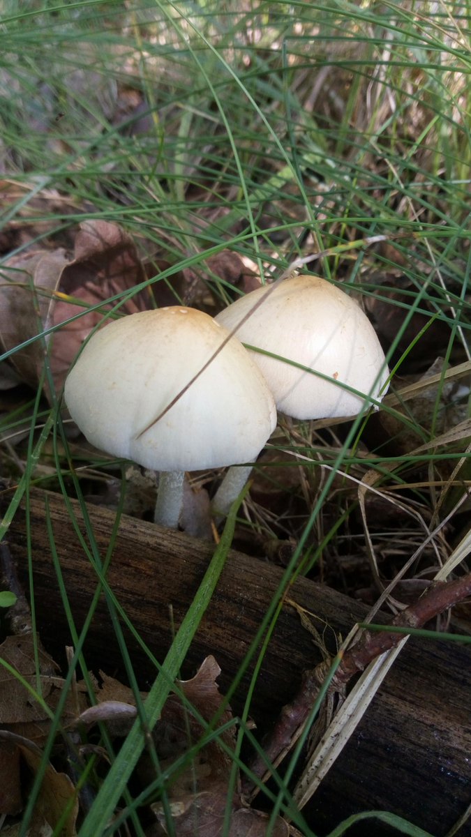 LX8111's tweet photo. #BehangenerFaserling #BehangenerMürbling #Candoll #PsathyrellaCandolleana #Pilze #Mushroom #Fungi https://t.co/THk6NAwKvU