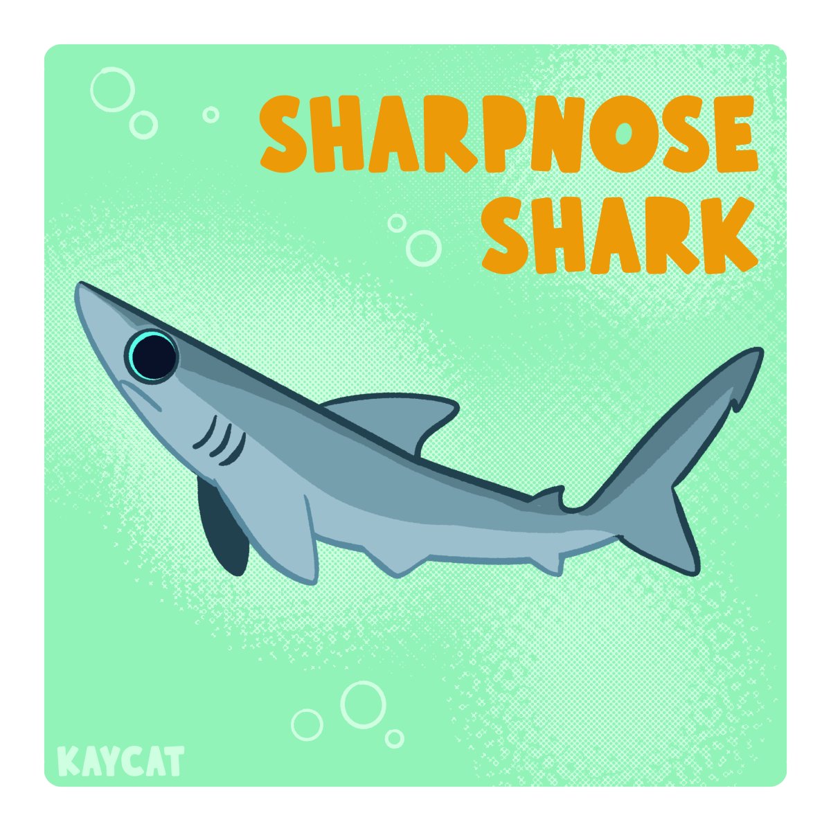 ✨🦈 Day Eight: Sharpnose Shark 🦈✨

AKA COCAINE SHARK

No but for real these guys are getting mucked up by pollution of the coast of Brazil 😔 

#sharkweeksketchjam