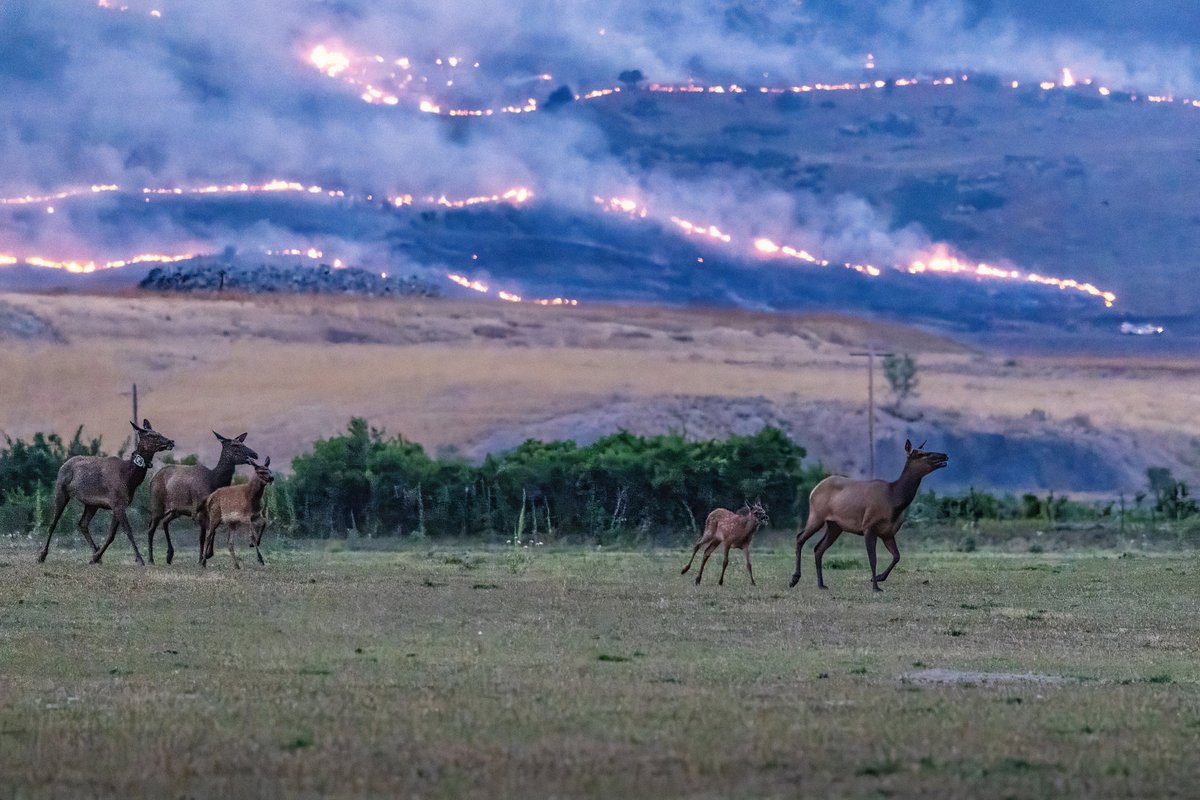 mitchellbyars's tweet photo. Another photo sent to us from Diego Malvar of elk fleeing the #StoneCanyonFire yesterday https://t.co/8AwEpjzZbE