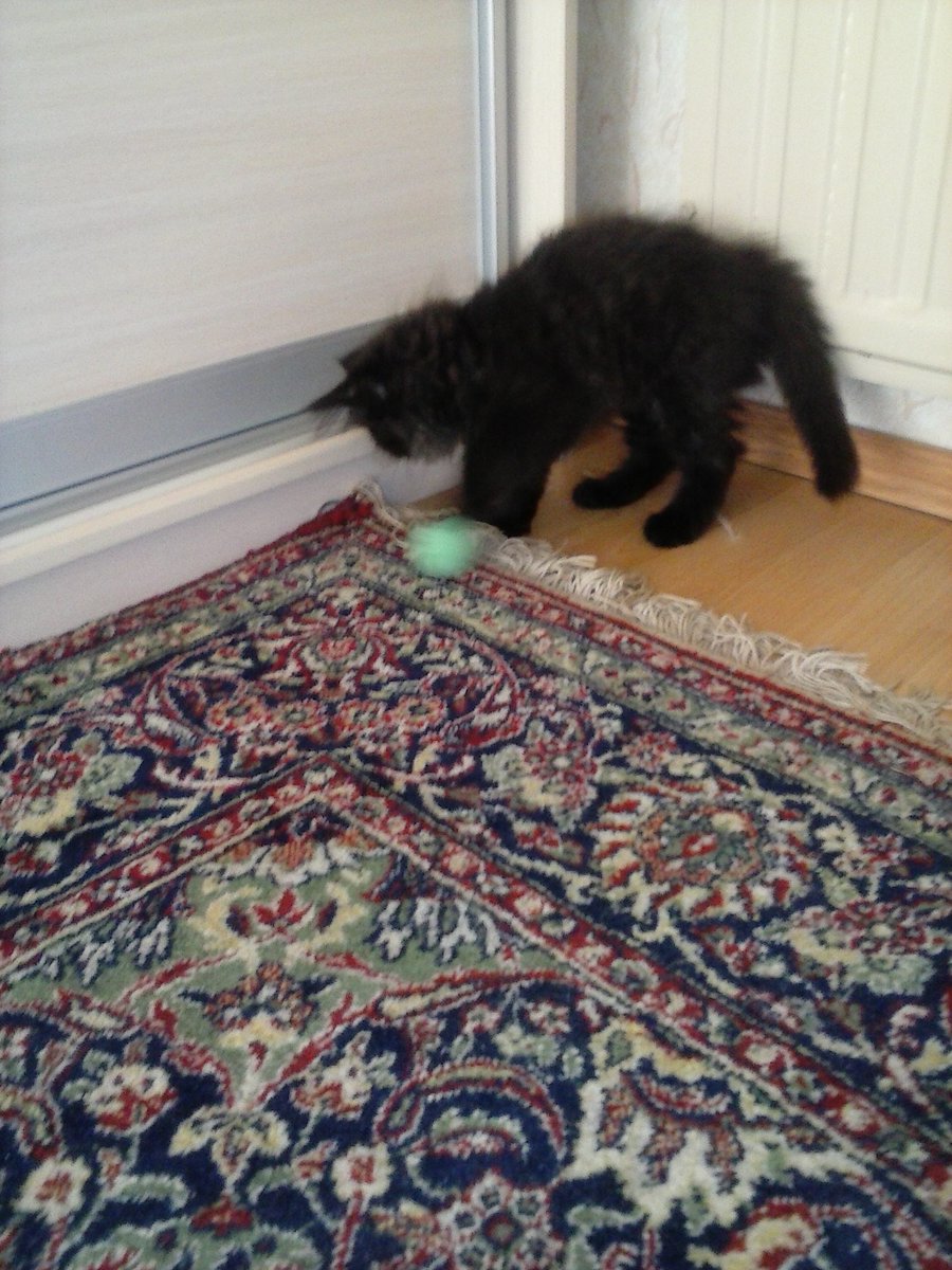 Shellia_np's tweet image. Мягкой тебе радуги, Баксик 😭💔