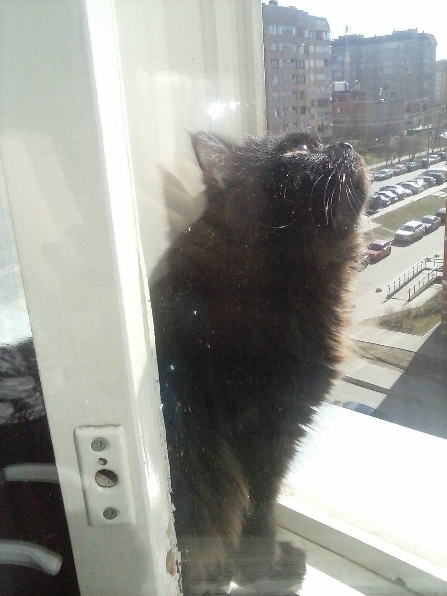 Shellia_np's tweet image. Мягкой тебе радуги, Баксик 😭💔