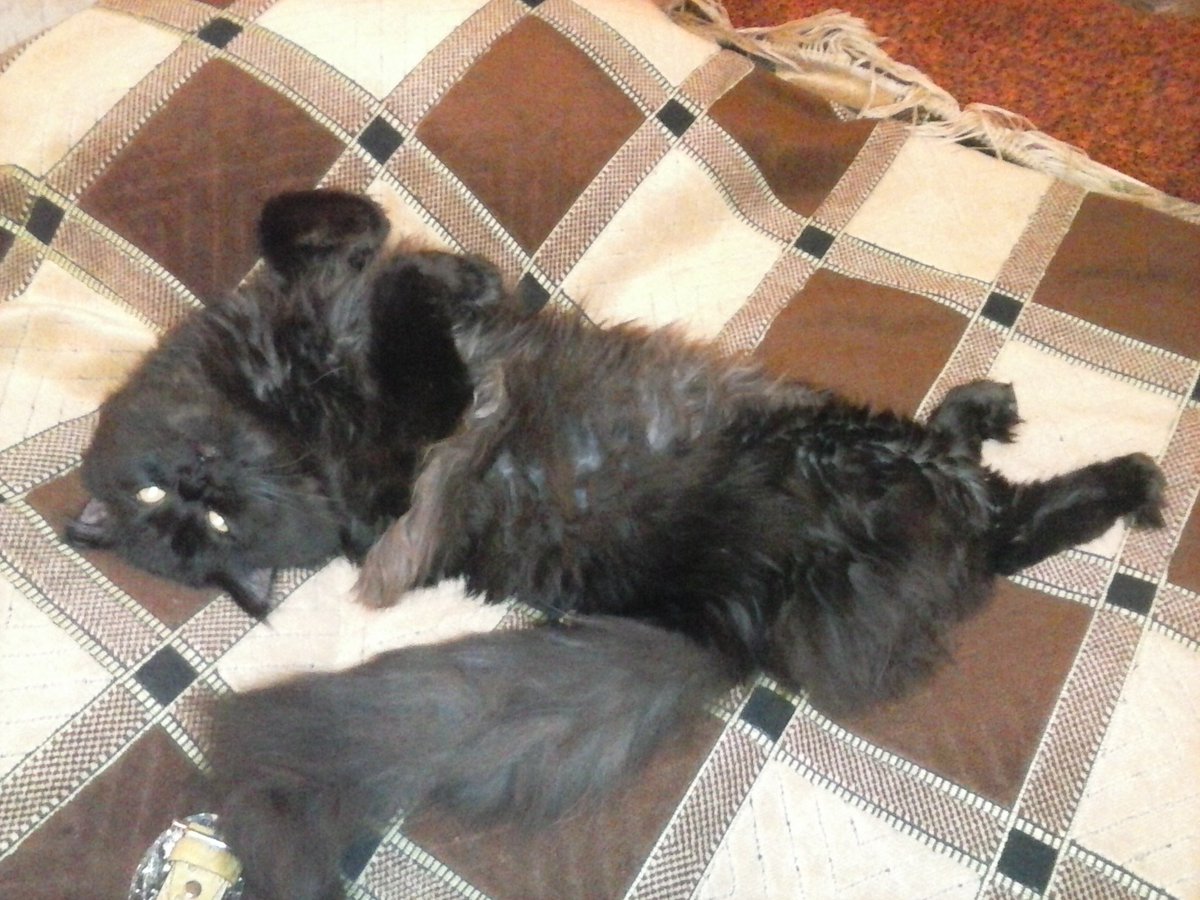 Shellia_np's tweet image. Мягкой тебе радуги, Баксик 😭💔