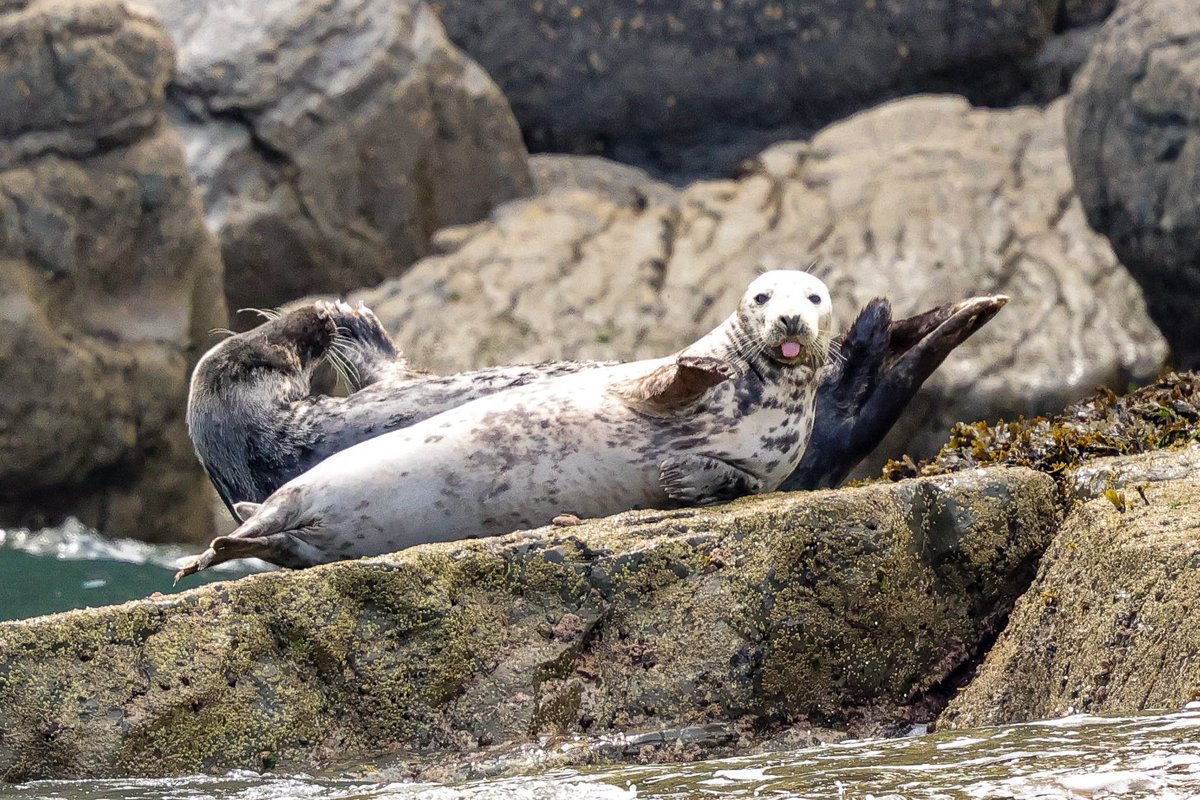 FKF_unleashed's tweet photo. Grey Seals minding their manners!
#TwitterNatureCommunity https://t.co/dd7IAlpkgw