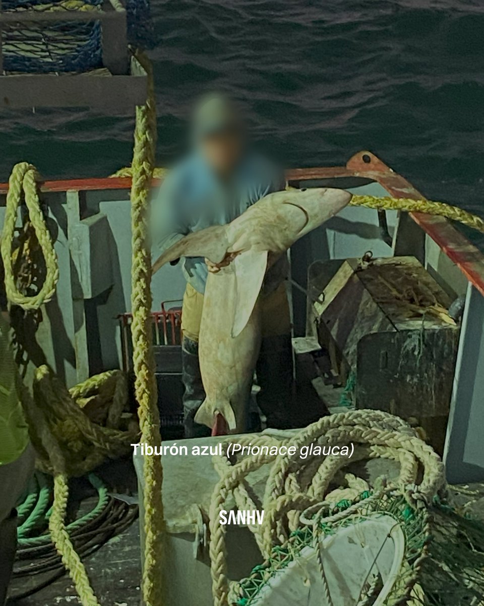 Sin Azul No Hay Verde tweet media