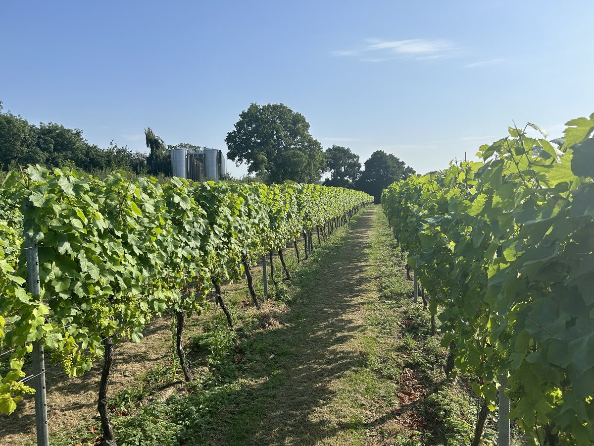 What a beautiful day to be a vine in Kent