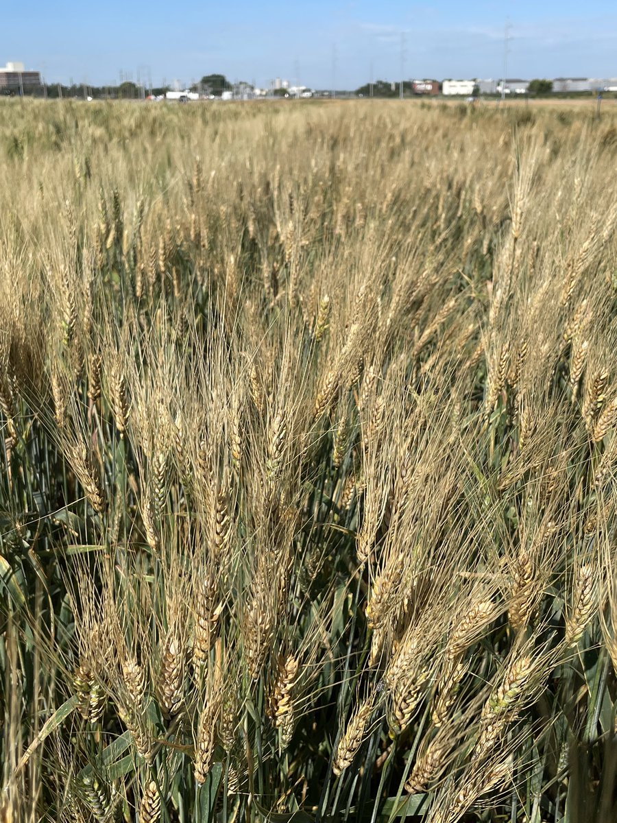 Valentyna Klymiuk (@val_klymiuk) on Twitter photo Amazing 100% incidence on susceptible checks in our renovated <a href="/CDC_USask/">Crop Development Centre - USask</a> FHB nursery in Saskatoon. Proud to be a part of the teams led by <a href="/CurtisPozniak/">Curtis Pozniak</a> and Dr Adam Carter wheat breeders who made this happen. We got great differential for breeding programs and research projects! Amazing 100% incidence on susceptible checks in our renovated <a href="/CDC_USask/">Crop Development Centre - USask</a> FHB nursery in Saskatoon. Proud to be a part of the teams led by <a href="/CurtisPozniak/">Curtis Pozniak</a> and Dr Adam Carter wheat breeders who made this happen. We got great differential for breeding programs and research projects!