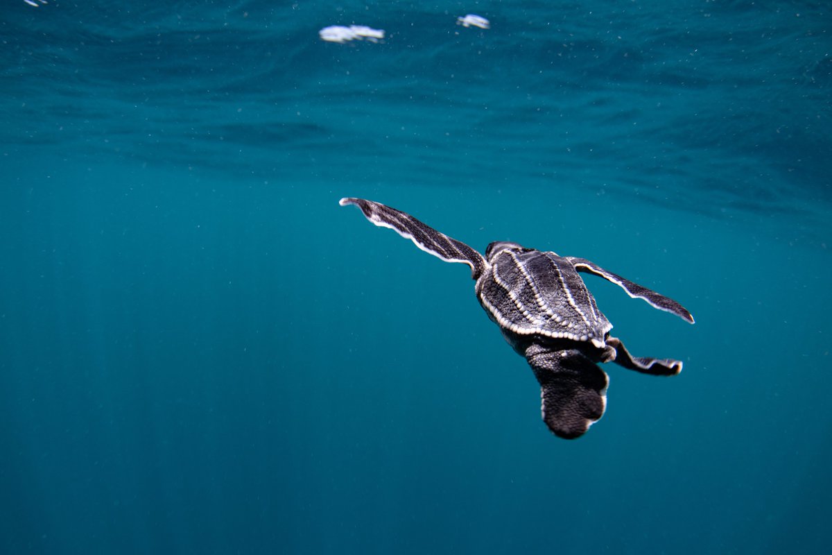 Canada's tweet image. #LeatherbackSeaTurtles are a lesser known Canadian marine species. They're the largest #MarineTurtle in the world found in the Atlantic, Pacific &amp;amp; Indian ocean! They don’t nest in Canada but migrate here in summer to eat #Jellyfish. Do you like #SeaTurtles? 🐢🌊#WildlifeWednesday
