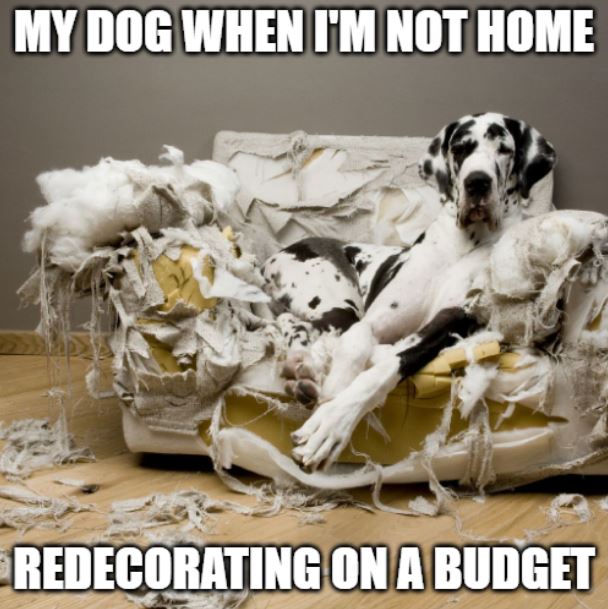 SmartWayTN's tweet image. When your pup decides it's time for a living room makeover! 🐶🛋️ If your furry friend has inspired some redecorating, come check out our stylish &amp;amp; comfortable furniture at 8416 Kingston Pike. #PetFriendlyHome #LivingRoomGoals