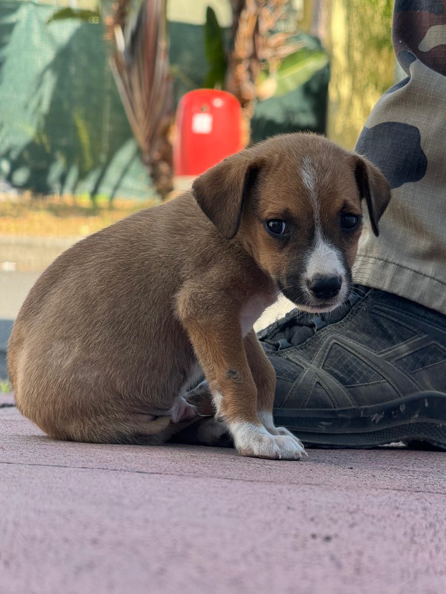 Gendarmerie's tweet photo. #CoupDeCoeur 🩵Lors d'une opération à Mayotte, les gendarmes et la police municipale ont découvert ce petit chien maltraité, caché sous un canapé.
Bonne nouvelle : le chiot va être adopté par un militaire de l'escadron. 🫶🐕
📸Gnd Poisson https://t.co/cmNMMVmmhn