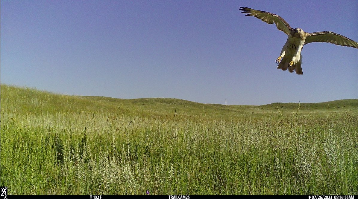 Applied Wildlife Ecology & Spatial Movement Lab tweet media