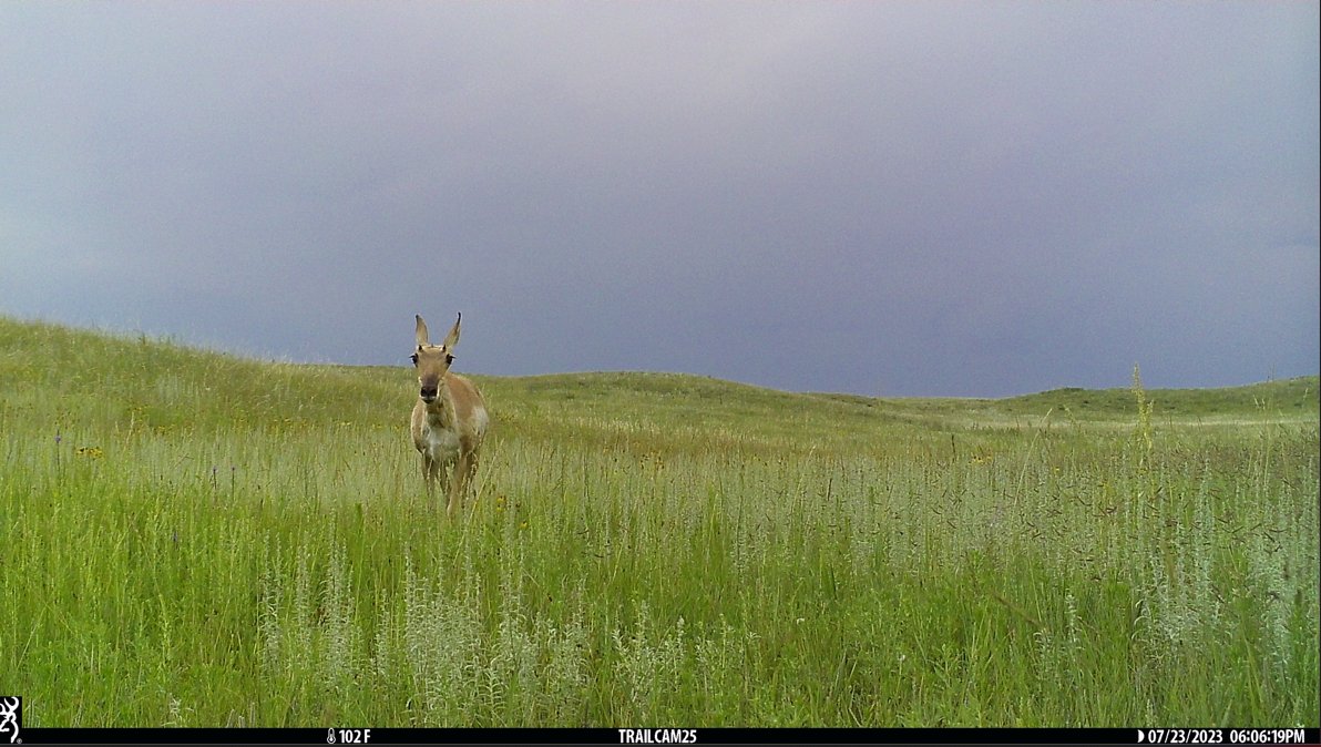 Applied Wildlife Ecology & Spatial Movement Lab tweet media