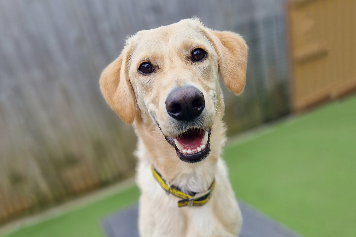 DT_Leeds's tweet image. Looking for a bit of a training project?
Meet Winnie. 🐶

She's had an unsettled life but she's made so much progress and she's now ready to find her forever home. 🎉
Meet her 👉 bit.ly/3A1PTWi

#RescueDog #AdoptDontShop #PositiveReinforcement #DogOfTheDay @DogsTrust