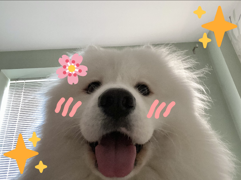 ☁️Kalina wishes you all a silly sunny Wednesday ✨

#happywednesday #dogsoftwitter