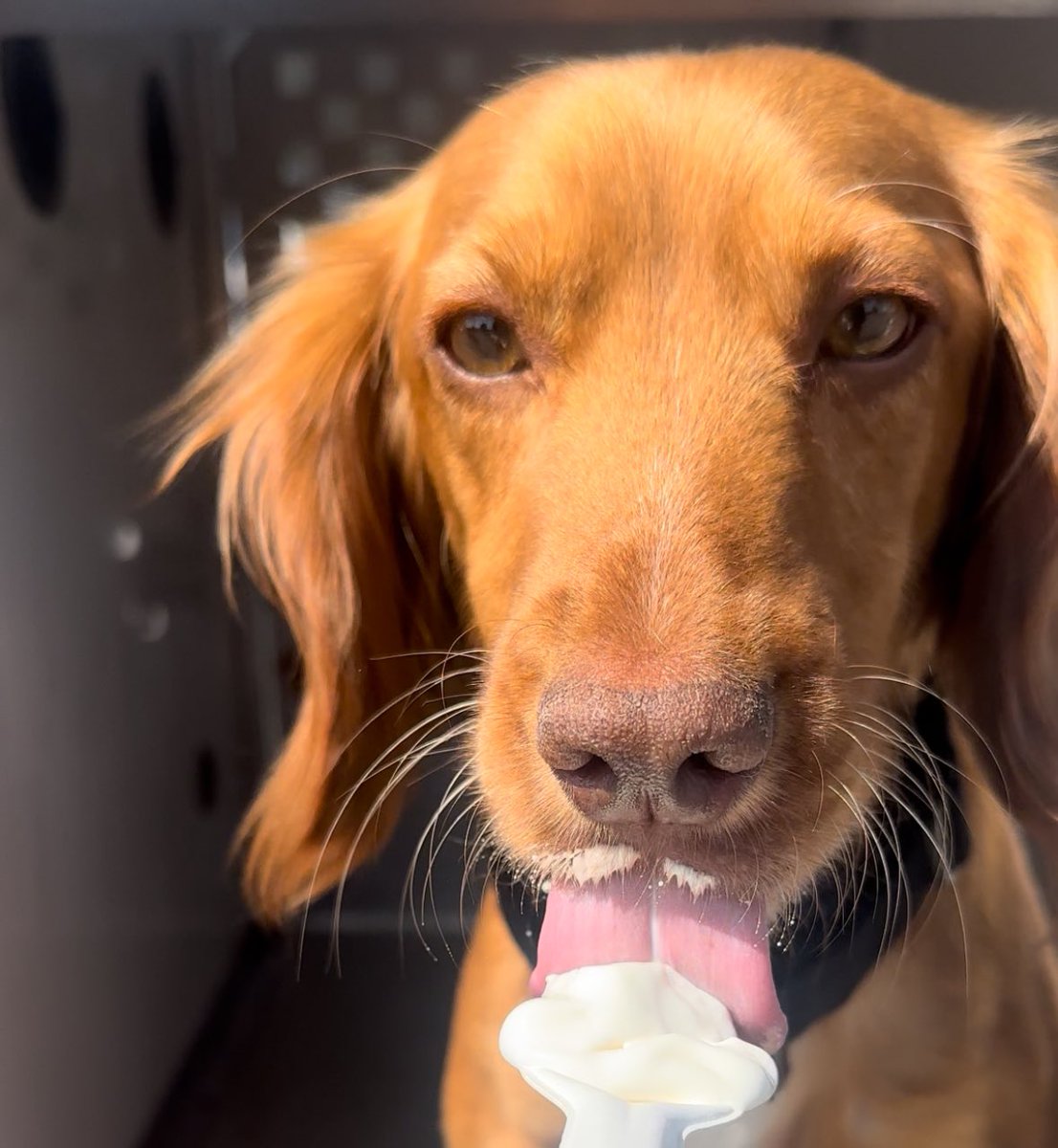 PD Barney is enjoying a well deserved McFlurry after successfully finding evidence during a search at a registered sex offender's house this morning. #GoodBoy