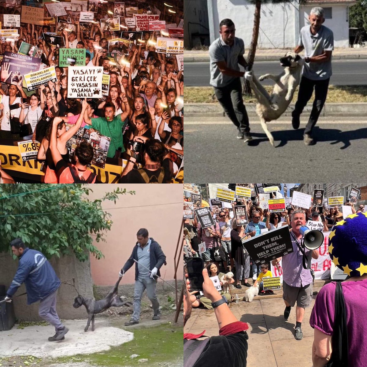 dominic dyer (@domdyer70) on Twitter photo The dog catchers are now on the streets across Turkey 🇹🇷 as they start the biggest slaughter of stray dogs in modern history. We must not let President Erdogan get away with this cruel madness, the fight goes on <a href="/InsaneHuseyin/">Insane Huseyin</a> <a href="/MeldaKelemcisoy/">Melda Ece Kelemcisoy</a> <a href="/RTErdogan/">Recep Tayyip Erdoğan</a> #Turkey The dog catchers are now on the streets across Turkey 🇹🇷 as they start the biggest slaughter of stray dogs in modern history. We must not let President Erdogan get away with this cruel madness, the fight goes on <a href="/InsaneHuseyin/">Insane Huseyin</a> <a href="/MeldaKelemcisoy/">Melda Ece Kelemcisoy</a> <a href="/RTErdogan/">Recep Tayyip Erdoğan</a> #Turkey