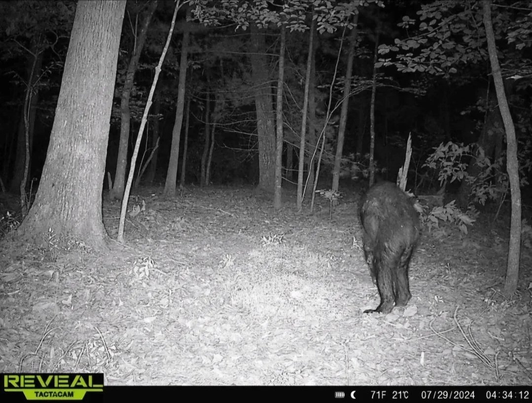Caught on a trail cam in NC

Could be bear but arms look too long?