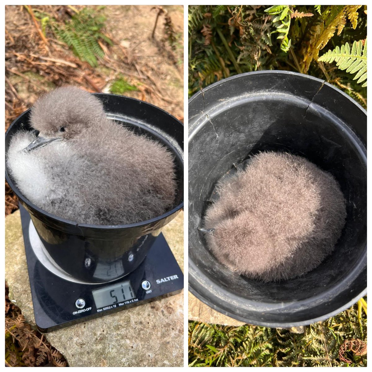 Today is our weekly Manx shearwater chick weighing. Here is this week's biggest chick weighing in at 511g and the littlest at just 122g 😍!

*******
Bob wythnos rydym yn pwyso cywion adar drycin manaw. Dyma'r un mwyaf yn pwyso 511g a'r un lleiaf yn pwyso 122g 😍!