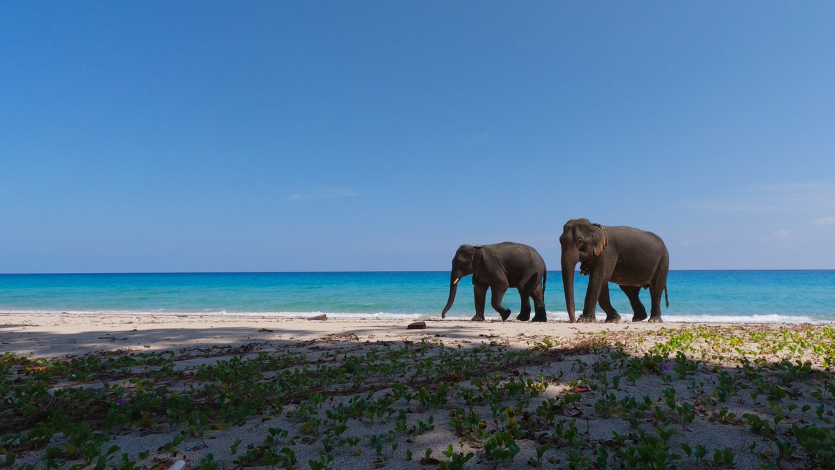 LesFilmsdIci's tweet photo. The Andaman Elephant Enigma
Authors: Prajna Chowta &amp; Philippe Gautier
Direction &amp; Photography : Philippe Gautier
https://t.co/LXxRVS1BXJ https://t.co/ZyhN6oMzqw
