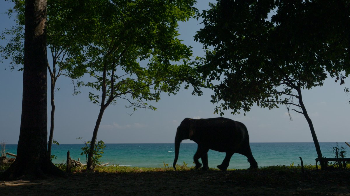 The Andaman Elephant Enigma
Authors: Prajna Chowta &amp; Philippe Gautier
Direction &amp; Photography : Philippe Gautier
bangaloreinternationalcentre.org/event/the-anda…
