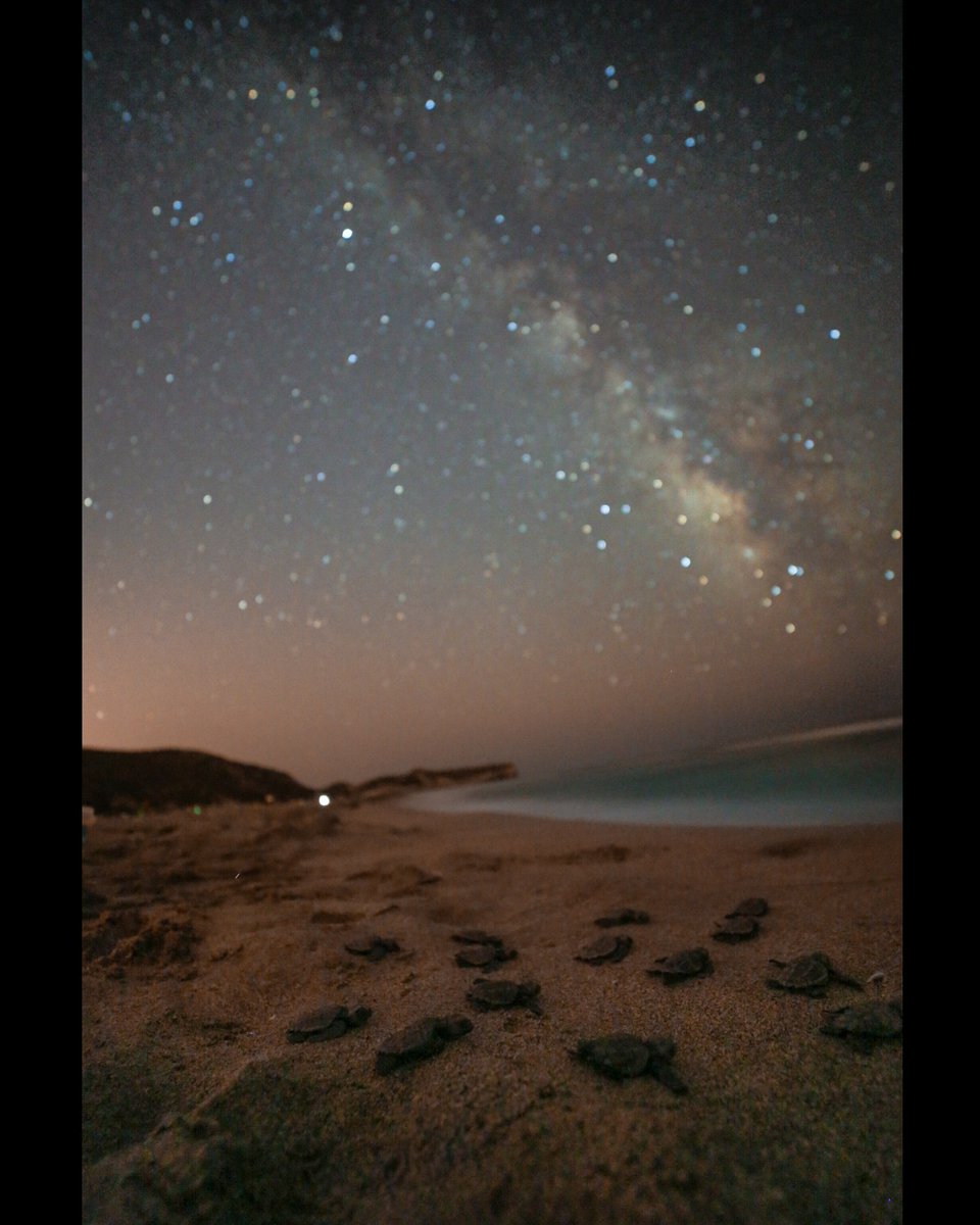 Denize ulaşmaya calışan caretta caretta yavruları ve Samanyolu 🐢

📍 Antalya/Kaş Patara sahili

#Astrophotography #milkyway #carettacaretta #seaturtle