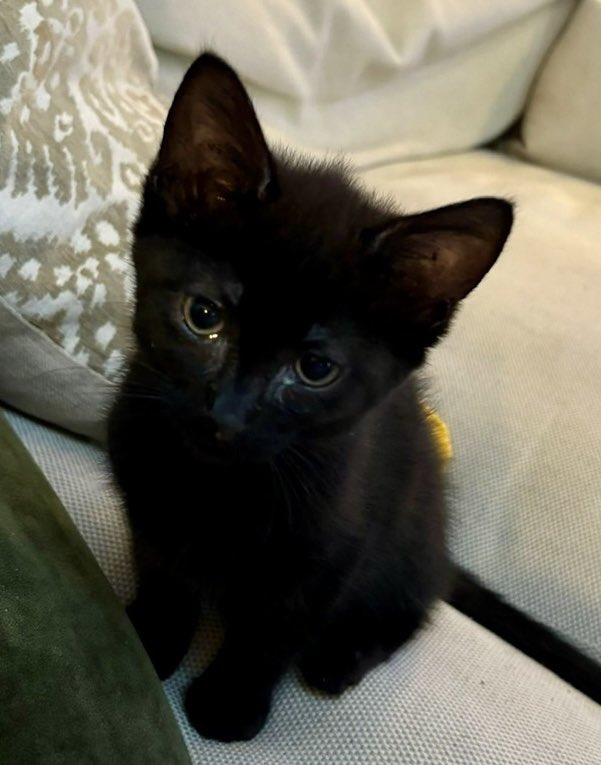 Honestly, how could you resist 10 week old Andros?  He’s cuddly, playful &amp; confident… &amp; looking for a loving home, far away from busy roads. He can be paired up with another kitten in our care. Go on, you know you want too! #AdoptDontShop #WhiskersWednesday #Buckinghamshire