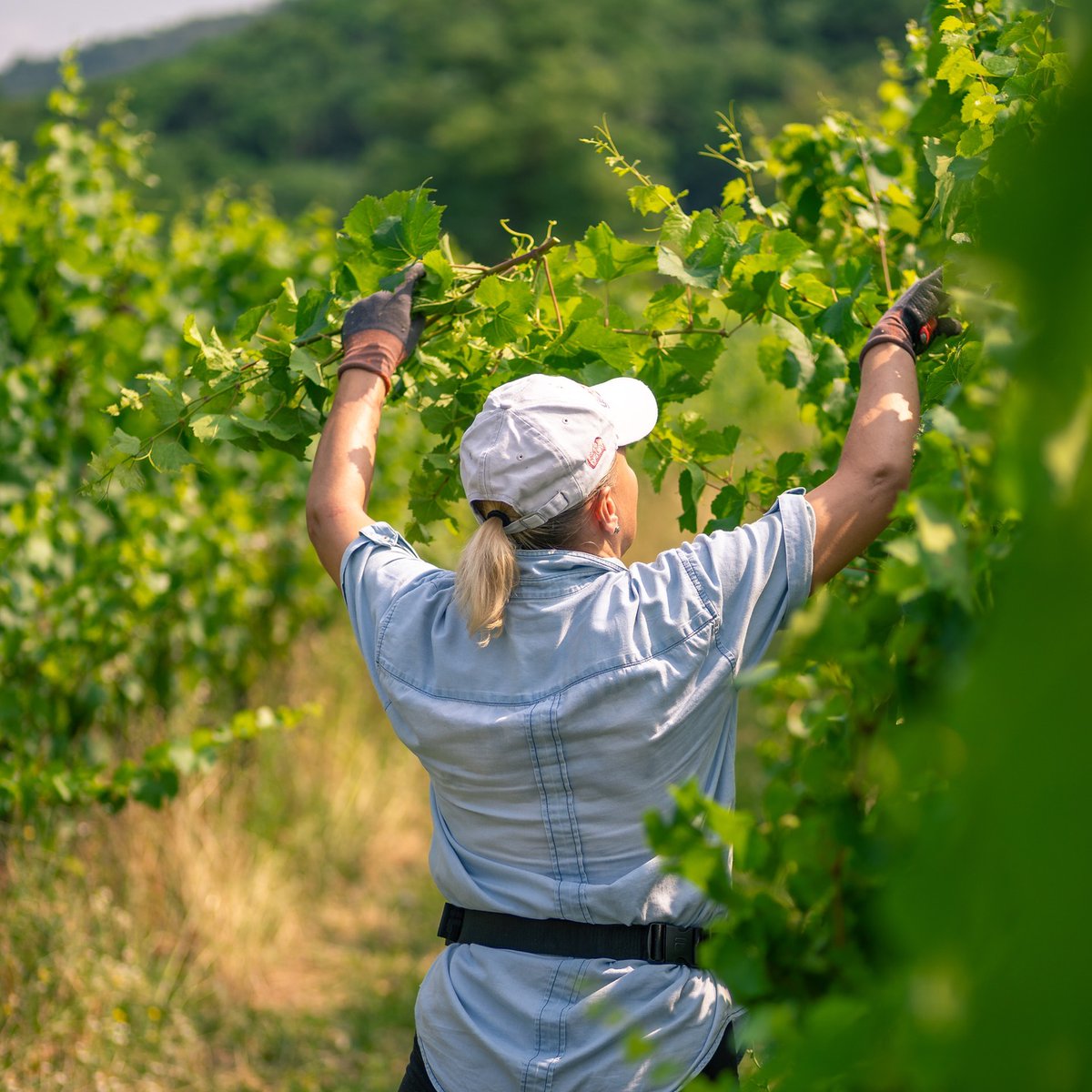 Sono moltissime le pratiche colturali che effettuiamo nel corso dell’anno, per garantire sempre la migliore qualità possibile.

#bastianich #bastianichvino #fvg #wine #vino #friuliveneziagiulia