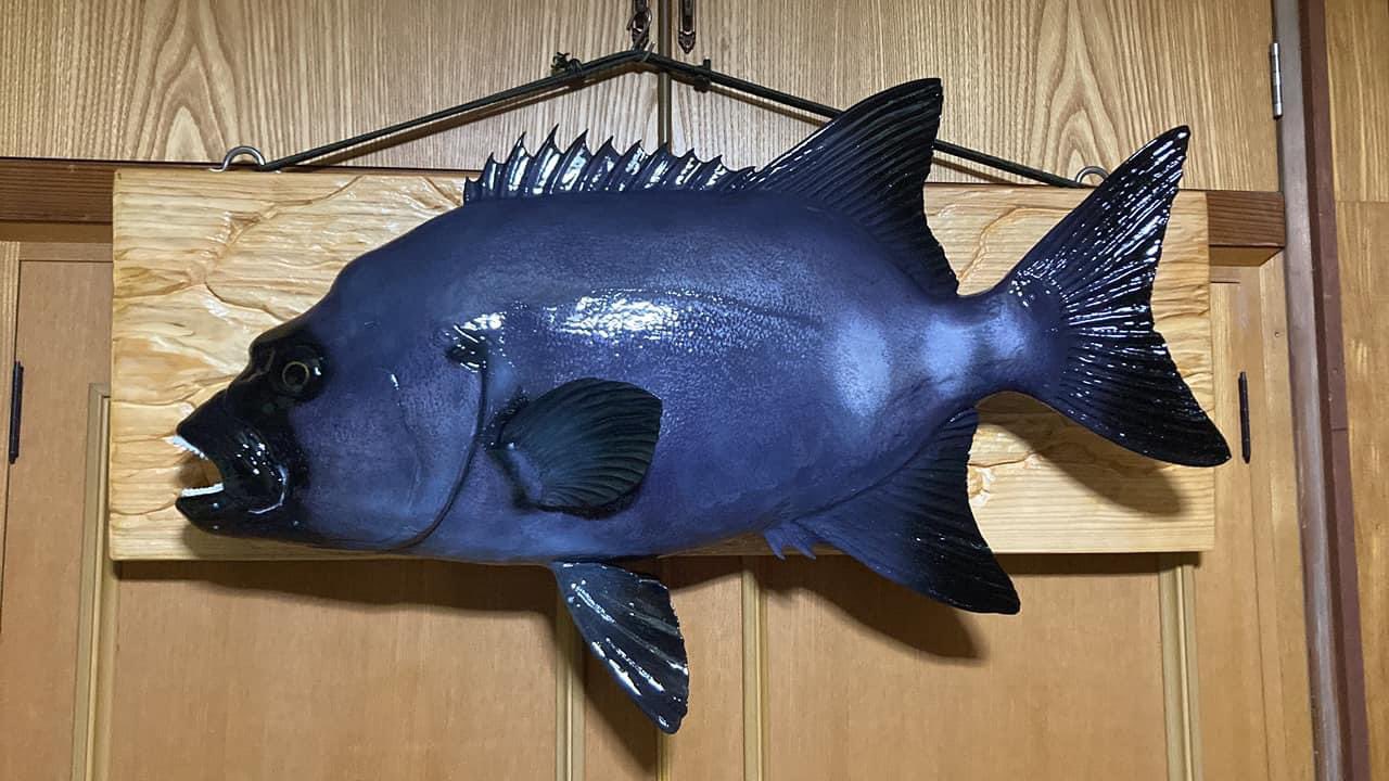 木彫りの石鯛 - Search / X