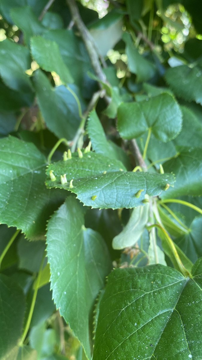 AlanEDown's tweet photo. Lime gall mite (Eriophyes tilae) on lime.
In this case on Silver Weeping Lime (Tilia tomentosa petiolaris) in my #garden. #Bugs #gallmite
@PippaGreenwood @The_RHS https://t.co/sixwku4p7Q