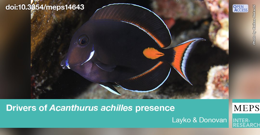 Marine Ecology Progress Series (MEPS) (@meps_ir) on Twitter photo Research from <a href="/HawaiiReefData/">Hawai‘i Monitoring and Reporting Collaborative</a> on a culturally important reef fish (#Acanthurusachilles) reveals that oceanography and habitat are major drivers of species presence, which is helping inform an adaptive management plan being developed by @DLNR
bit.ly/meps_740_161 Research from <a href="/HawaiiReefData/">Hawai‘i Monitoring and Reporting Collaborative</a> on a culturally important reef fish (#Acanthurusachilles) reveals that oceanography and habitat are major drivers of species presence, which is helping inform an adaptive management plan being developed by @DLNR
bit.ly/meps_740_161