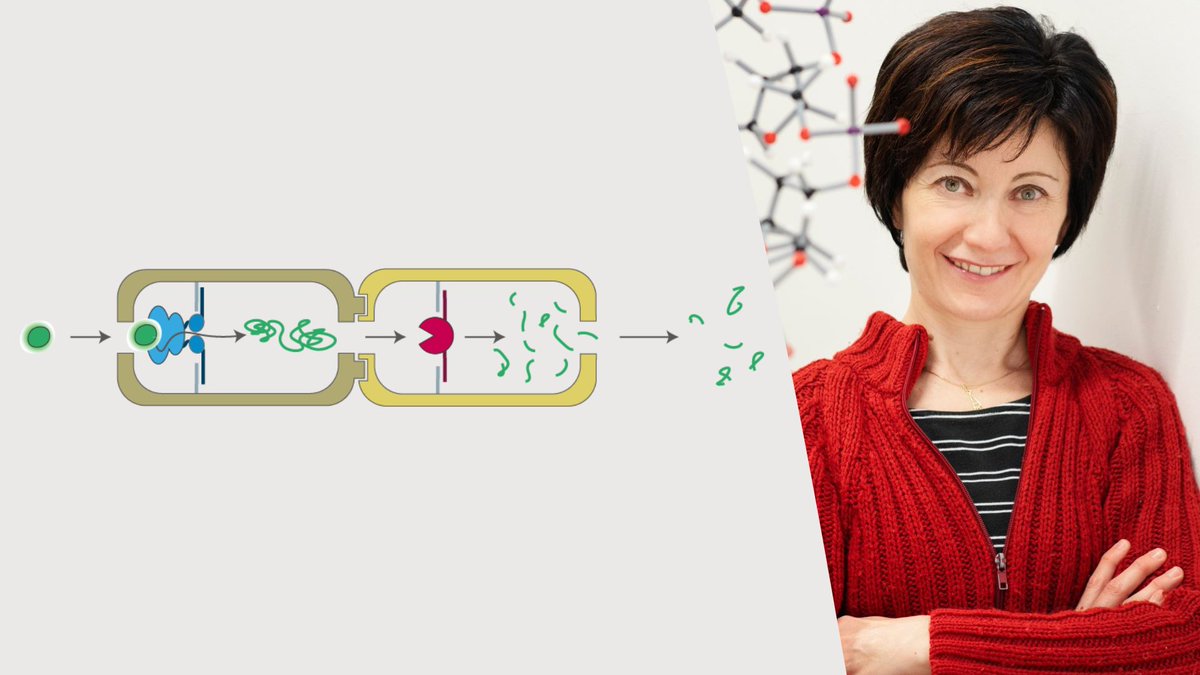 #UDE-researchers <a href="/unidue_zmb/">ZMB</a> a.o. have developed a model to regulate the unfolding and degradation of proteins using compartmentalisation strategies, which could advance artificial #nanofactories. These may one day help to recognise #diseasemarkers. uni-due.de/2024-07-29-new…