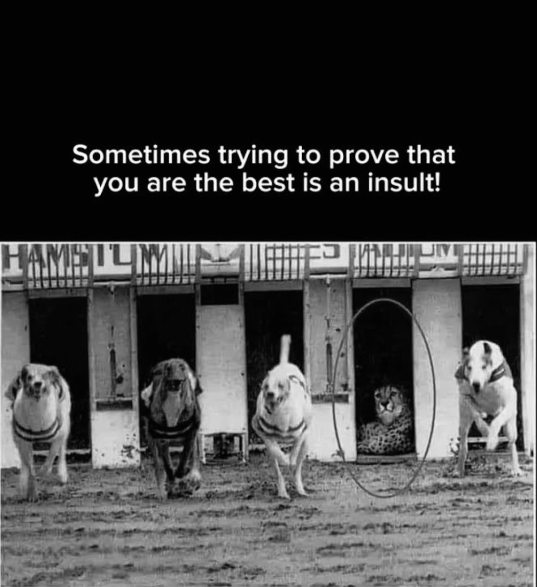 Bisma28120's tweet photo. 🐅 https://t.co/MK0tbq3815