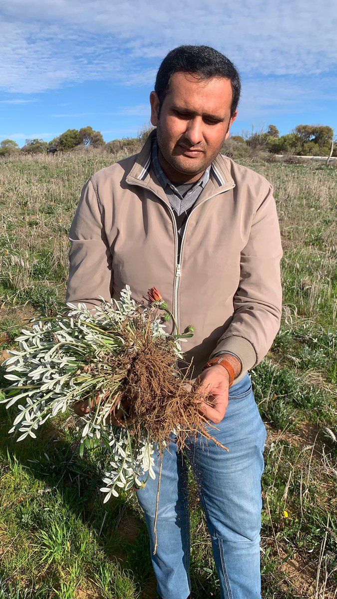 Ali Bajwa tweet media