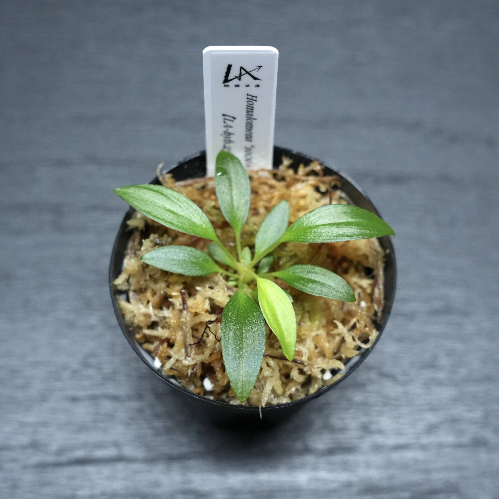 ⑩ 増殖株 homalomena sp.月輪 ホマロメナ 【公式通販】