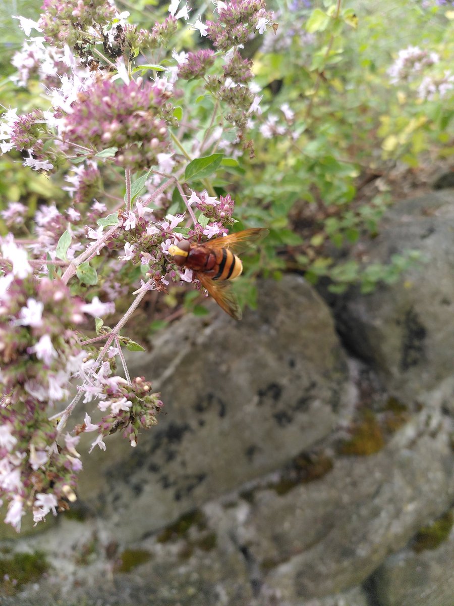 KermtStroomt's tweet photo. Gigantisch bezoek op onze kruidenspiraal: #stadsreus
#RootsOfHeaven https://t.co/i2U8vSJki7