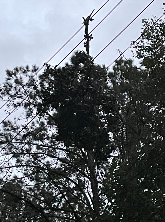 SawneeEMC's tweet photo. Last night's storms took down multiple trees and caused ~10,350 members to be without power. Our crews jumped into action &amp; by 12:30 am restored power to ~9,000 members and the remaining members were restored before the sun rose. Thank you for your patience and understanding! https://t.co/3ou1IhdHEp