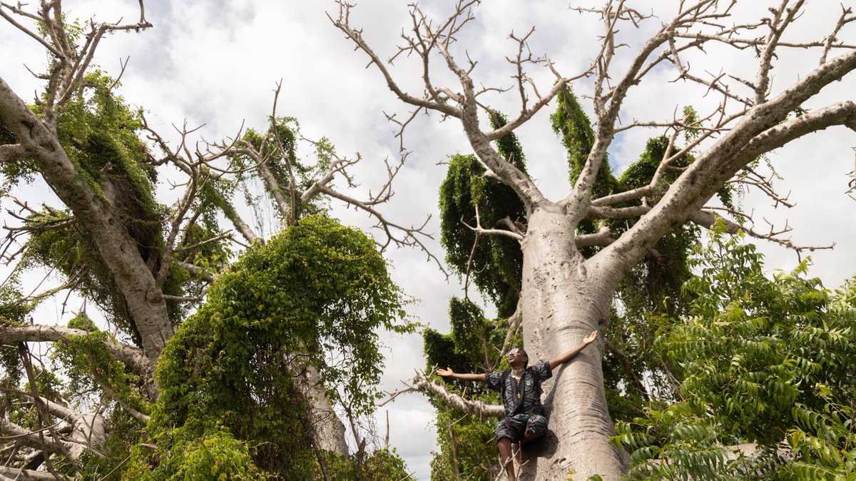 Big World Cinema (@bigworldcinema) on Twitter photo Africa Direct has released another two short documentaries, from Tanzania and Kenya. Watch them via link in bio 💫
🇹🇿All for Science by <a href="/RasMutabaruka/">Mutabaruka</a>
🇰🇪 The Baobab Whisperer by <a href="/OleKaiyare/">Saitabao Kaiyare</a> Africa Direct has released another two short documentaries, from Tanzania and Kenya. Watch them via link in bio 💫
🇹🇿All for Science by <a href="/RasMutabaruka/">Mutabaruka</a>
🇰🇪 The Baobab Whisperer by <a href="/OleKaiyare/">Saitabao Kaiyare</a>