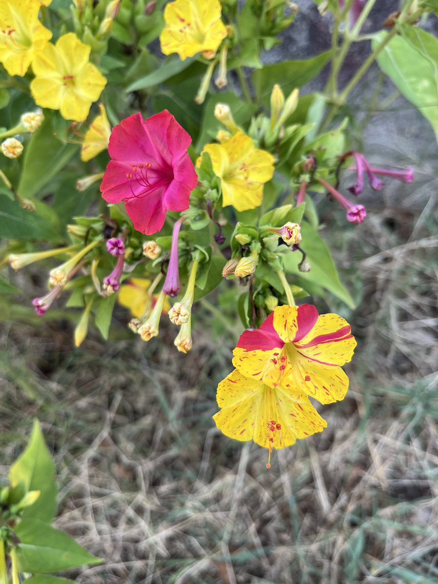 Sebastian Samwald (Basti) tweet media